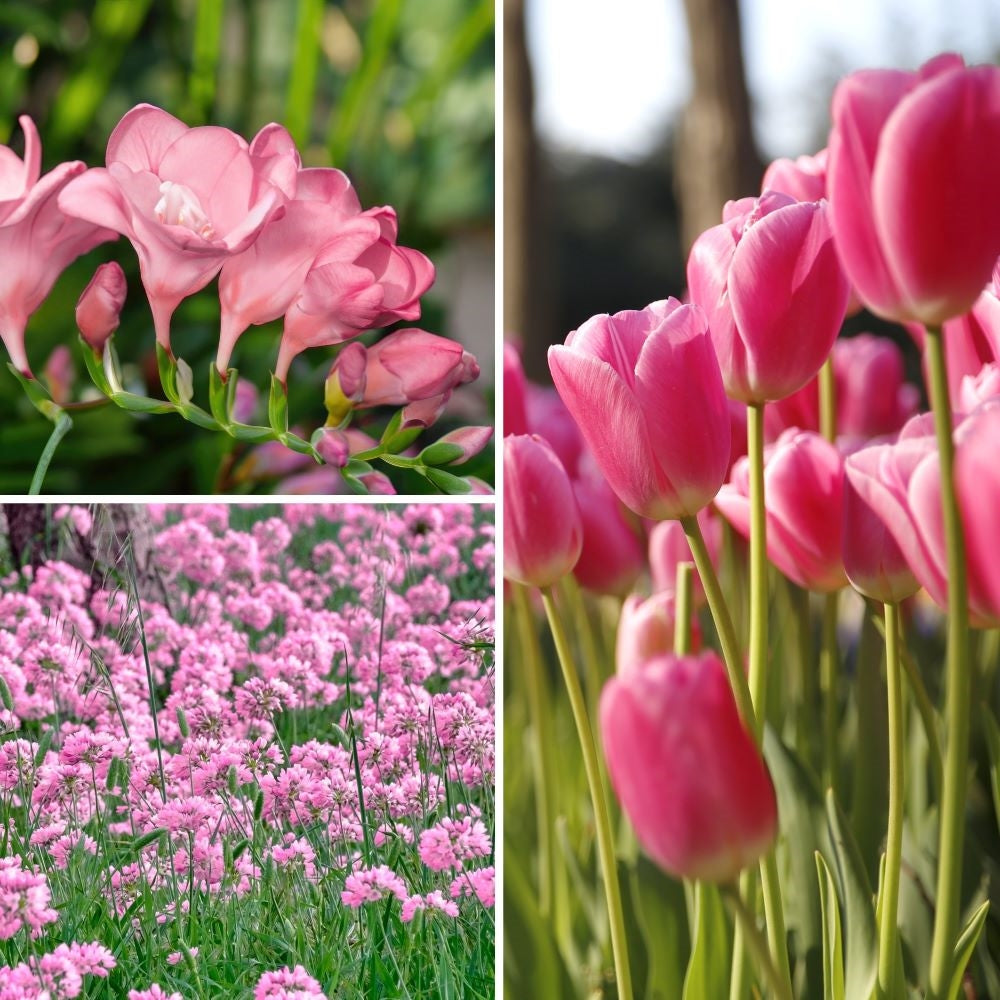 Perennials Cottage Farms Direct